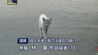Illustration for article titled Japanese Cats that Look Like Yakuza Are Frighteningly Cute
